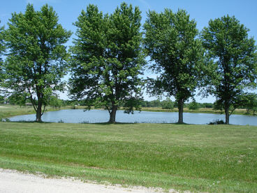 Oakwood Pond's Cottonwood Trees