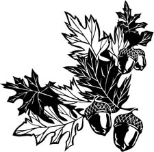 acorns