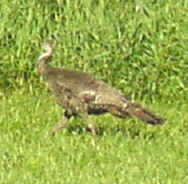 Wild Turkey in Oakwood
