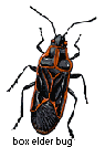 Box Elder Bug
