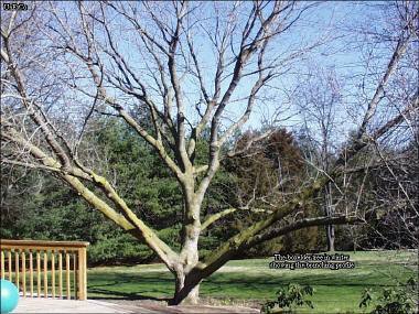 Box Elder Tree