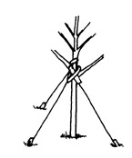 Tree Staking